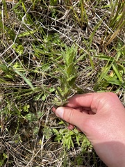 Bellardia viscosa