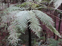 Dicksonia squarrosa
