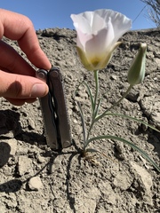 Calochortus ciscoensis