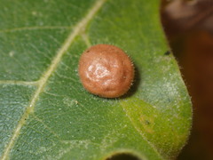 Xanthoteras eburneum