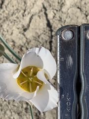 Calochortus ciscoensis