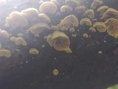 Crepidotus variabilis