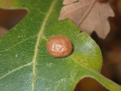 Xanthoteras eburneum