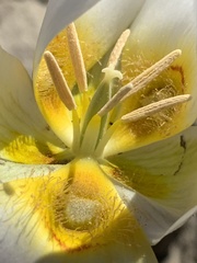 Calochortus ciscoensis