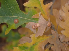 Xanthoteras eburneum