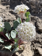 Abronia glabrifolia