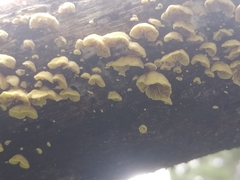 Crepidotus variabilis