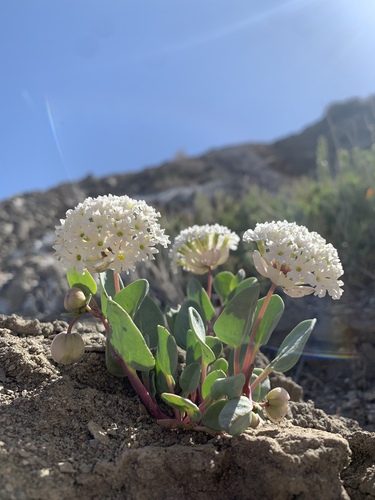 clay sand verbena (Abronia argillosa)