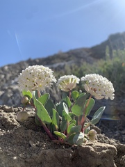 Abronia glabrifolia