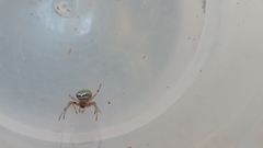 Araneus lathyrinus