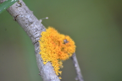 Teloschistaceae