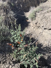 Sphaeralcea munroana