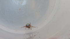 Araneus lathyrinus