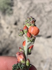 Sphaeralcea munroana