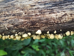 Crepidotus variabilis