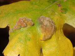 Aceria trichophila
