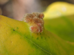 Aceria trichophila