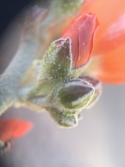 Sphaeralcea munroana