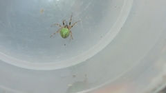 Araneus lathyrinus