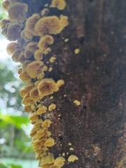 Crepidotus variabilis