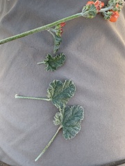 Sphaeralcea munroana