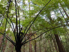 Cyathea medullaris