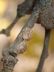 Kermesidae