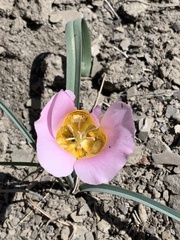 Calochortus ciscoensis