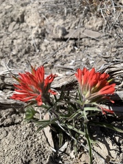 Castilleja scabrida