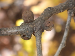 Disholcaspis quercusmamma