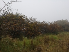 Crataegus mexicana