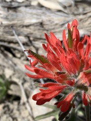 Castilleja scabrida