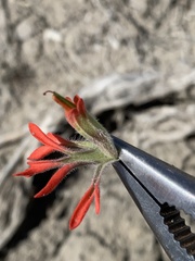 Castilleja scabrida