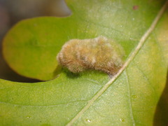 Aceria trichophila
