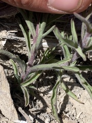 Castilleja scabrida