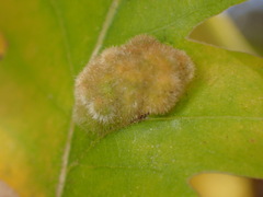 Aceria trichophila