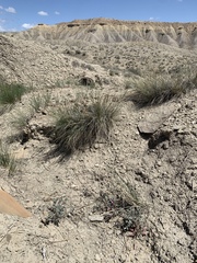 Astragalus chamaeleuce