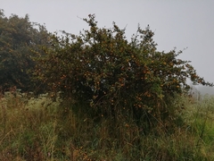 Crataegus mexicana