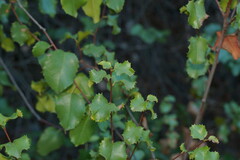 Prunus ilicifolia ilicifolia