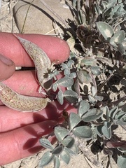 Astragalus chamaeleuce