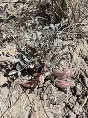 Astragalus chamaeleuce