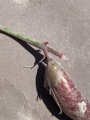 Astragalus chamaeleuce