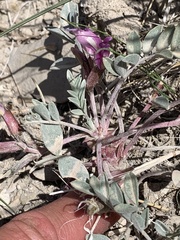 Astragalus chamaeleuce