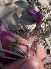 Astragalus chamaeleuce