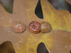 Xanthoteras eburneum