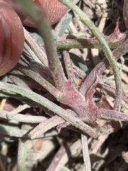 Astragalus chamaeleuce