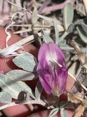 Astragalus chamaeleuce