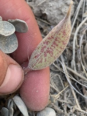 Astragalus chamaeleuce