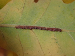 Atrusca brevipennata