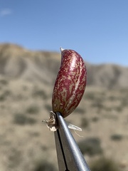 Astragalus chamaeleuce